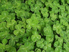 shamrocks-13363